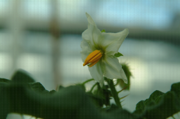 Solanum sisymbriifolium, fleur